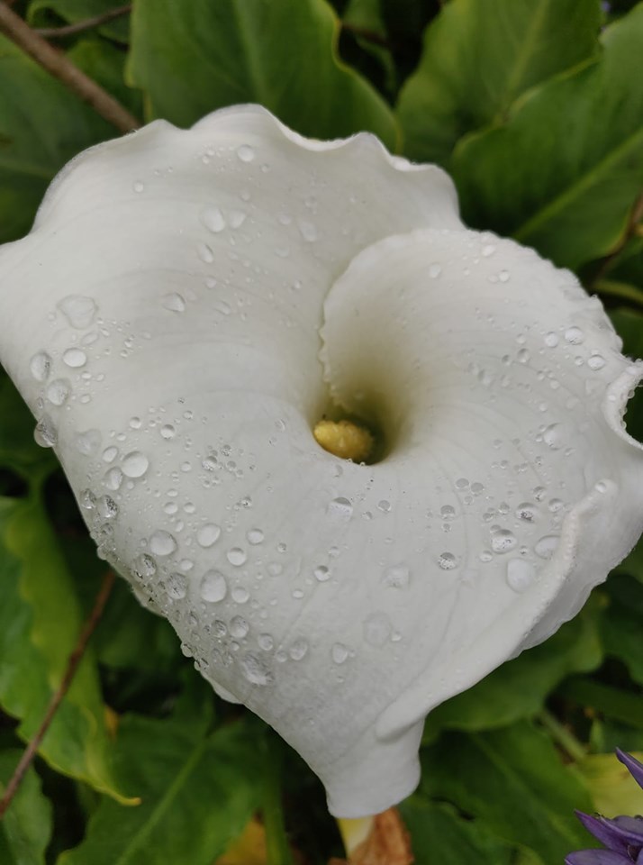 Rain pearl lily